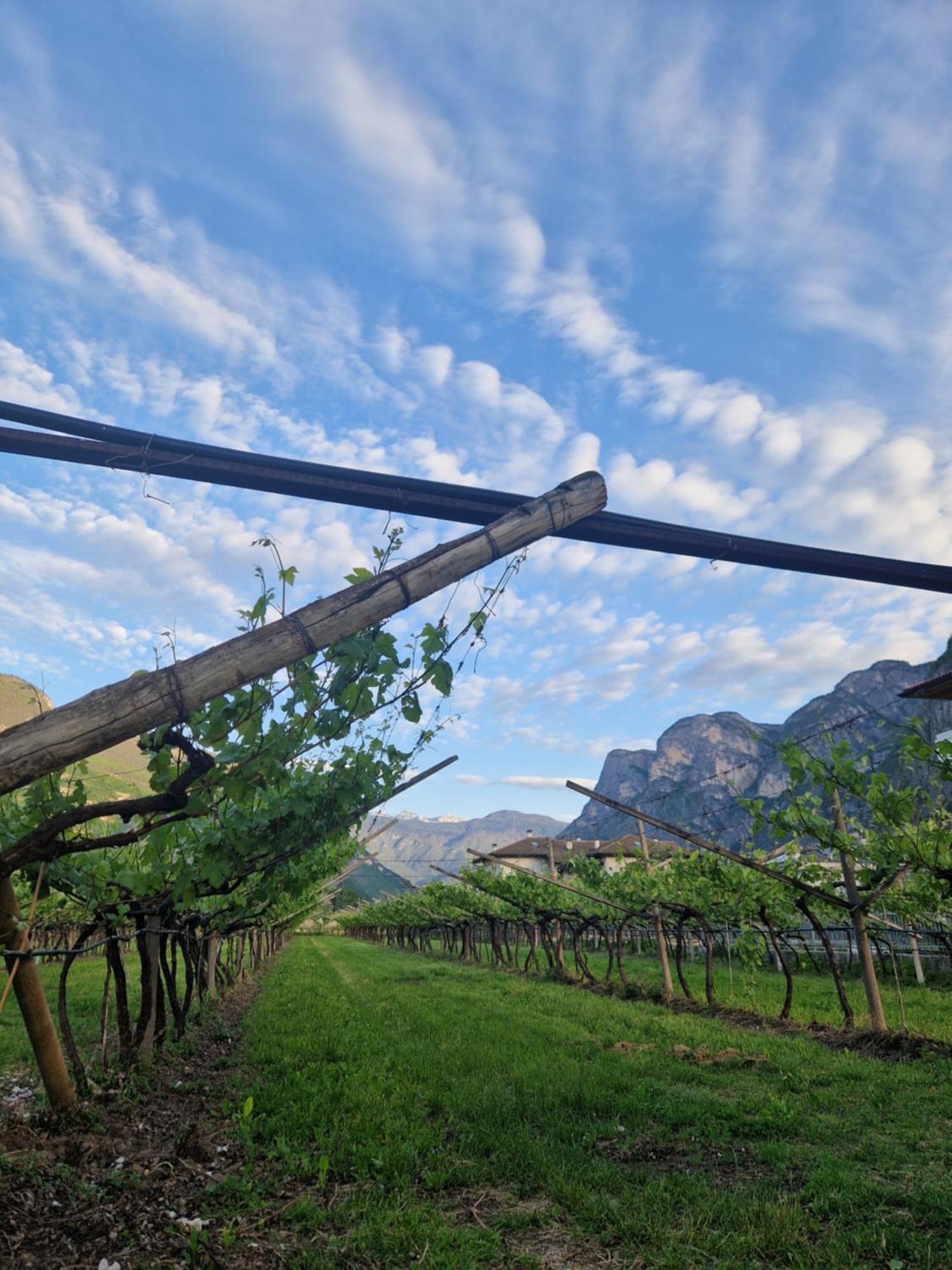 Antico Fienile Agritur Villa Mezzocorona Dış mekan fotoğraf