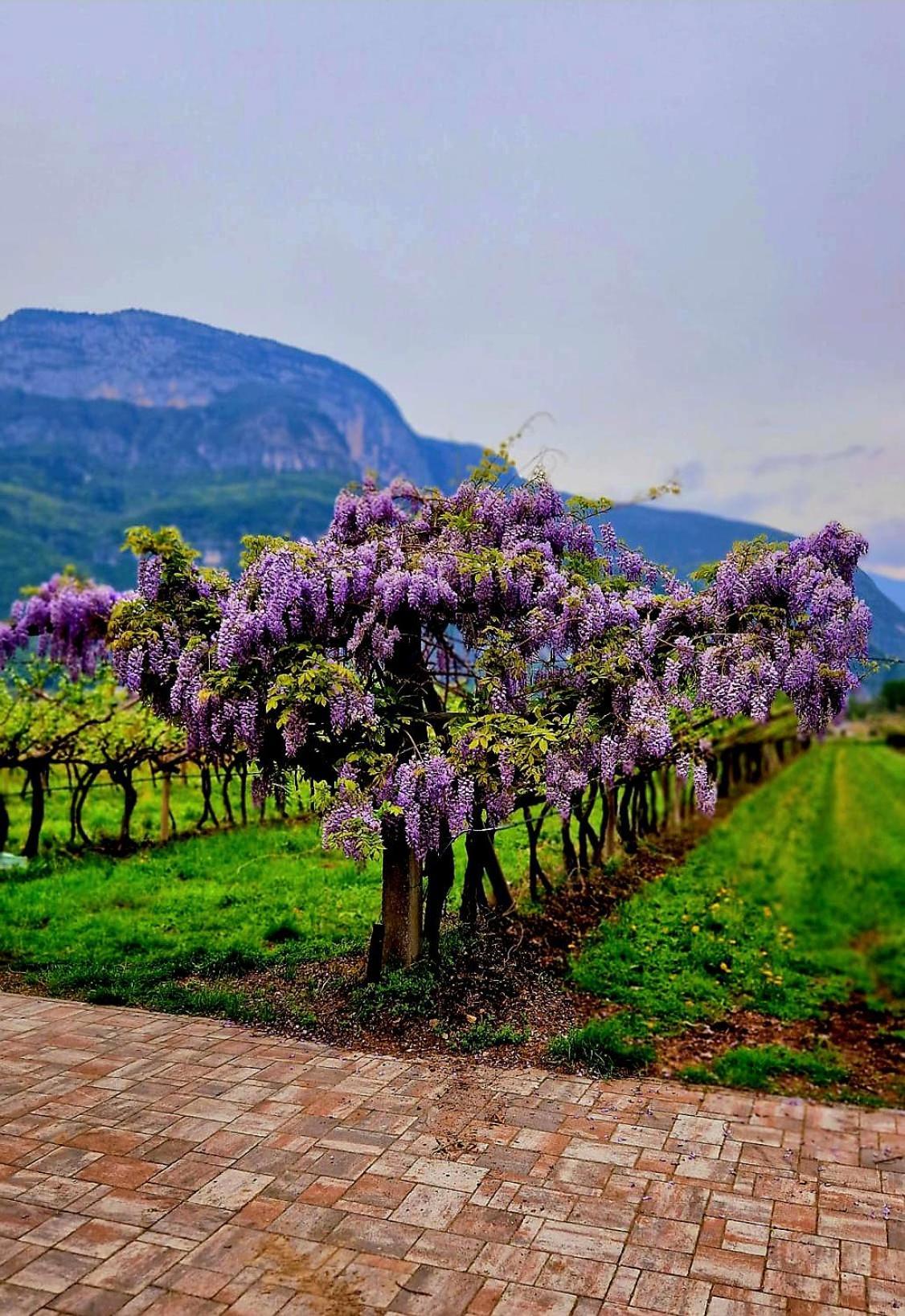 Antico Fienile Agritur Villa Mezzocorona Dış mekan fotoğraf